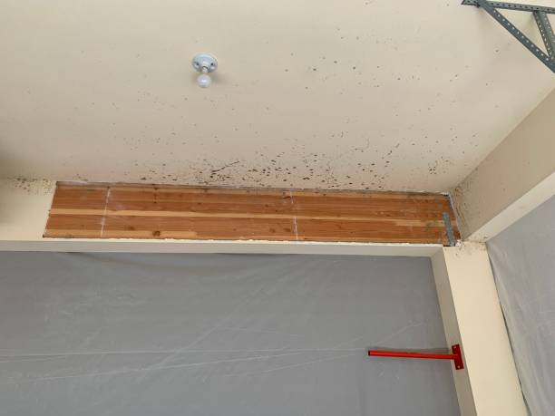 Best Asbestos and Lead Testing During Mold Inspection  in USA