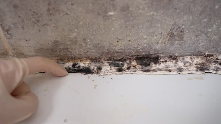 Best Residential Mold Inspection & Testing  in USA